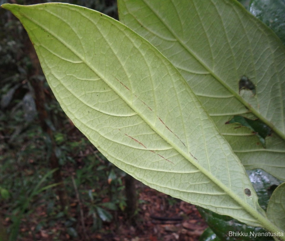 Psychotria dubia var. dubia (Wight) Alston